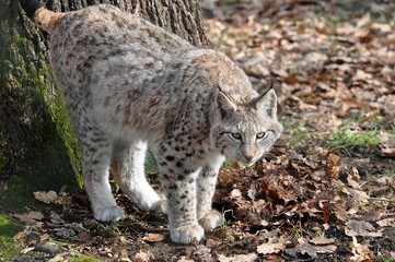 Luchs