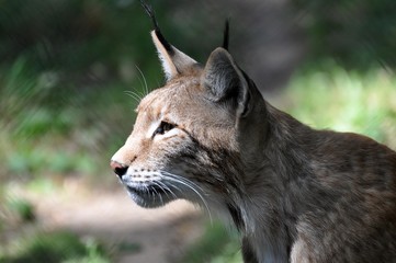 Luchs