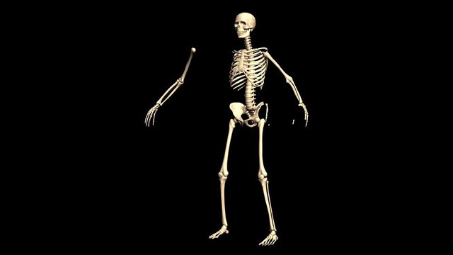 Animated 3D anatomy. Skeleton 3D animation. Time-lapse 3D animation showing a process of assembled of the skeleton.