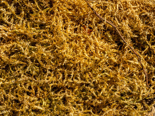Makroaufnahme vom gelblichen Moos am Boden als Struktur und Muster