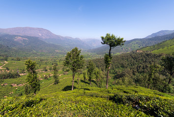 Beautiful view of Tea plantations in Munnar, Kerala, India.