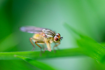mouche