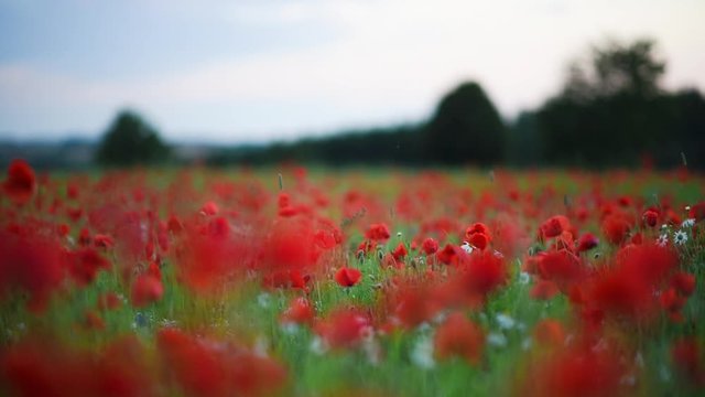 Field of poppies in spring.