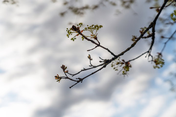 Frühling