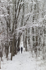Fototapeta premium walking in the winter snowy forest
