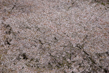 Sakura flower blooming in full frame sunset on spring season.