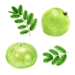 Closeup indian gooseberry fruits amla with leaf watercolor illustration isolated on white background