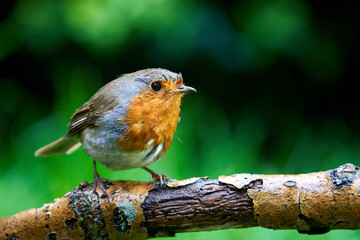 Robin in the Rain