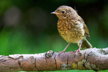 Baby Robin on a Branch