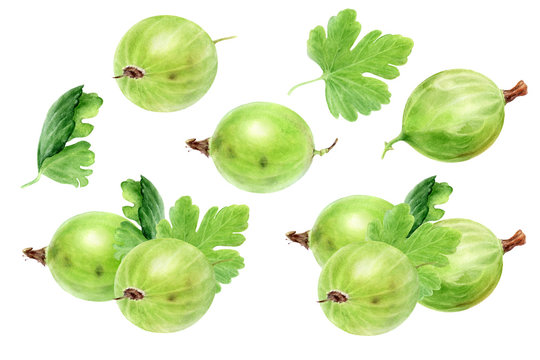Gooseberry with leaf watercolor illustration isolated on white background