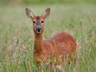 Roe Deer (Capreolus capreolus)