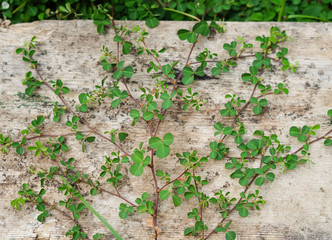 old wood cover with pergola