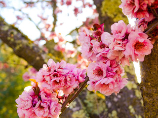 Fototapeta premium Spring Flower Tree Bloom Sun