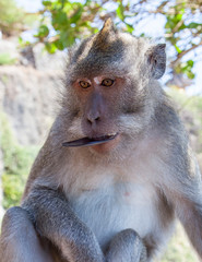  monkey in a landscape Padang Padang Beach Bali Indonesia.