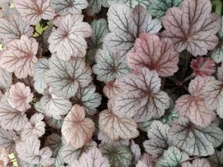 heuchera leaves closeup. leaf veins