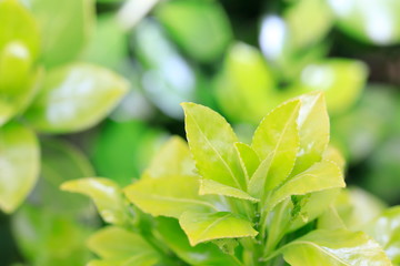 새싹이 보이는 아름다운 봄풍경