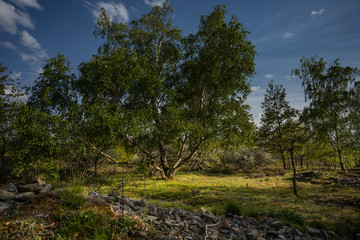 Siefersheimer Horn / Rheinhessen