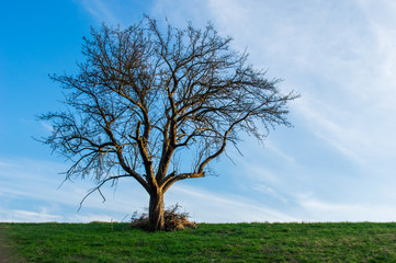 Fototapeta na wymiar low angle view of single barren tree standing on a meadow against blue sky with faint white clouds