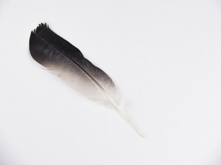 Black-white feather of a bird lies on a white paper background backdrop. © Popel