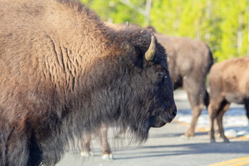 Fototapeta premium Bison