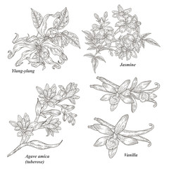 Ylang-ylang, jasmine, tuberose and vanilla branch with flowers isolated on white background. Cosmetic and medical plants set. Vector illustration engraved.