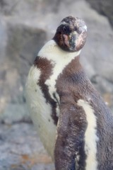フンボルトペンギン