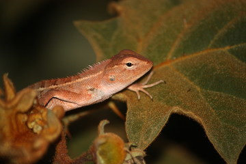 lizard on a tree