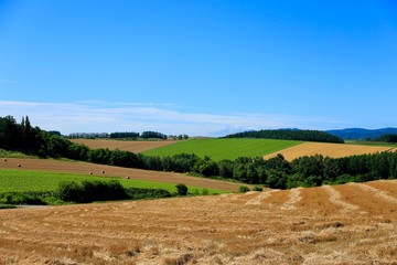 美瑛　パッチワーク