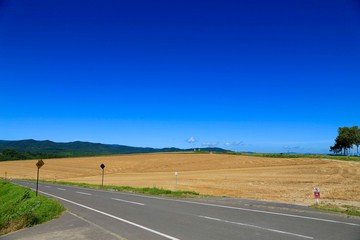 マイルドセブンの丘