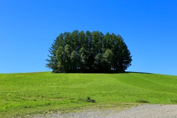 マイルドセブンの木