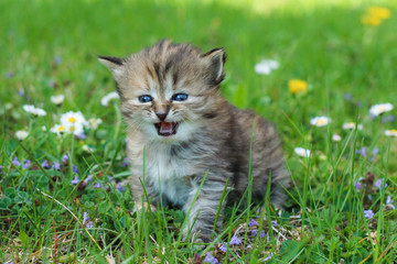 Naklejka na ściany i meble The portrait of a young three weeks old kitten in the grass and flowers. Looking cute and happy with funny expression while meowing. 