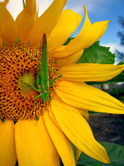 close-up of locusts on a sunflower