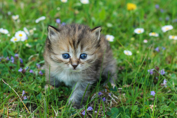 Naklejka na ściany i meble The portrait of a young three weeks old kitten in the grass and flowers. Looking cute and happy even with a bit squinting eyes.