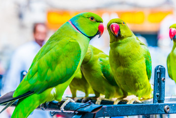 Obraz premium Parrots on Souq Waqif Bird Market in Doha, Qatar