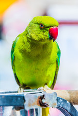 Parrot on Souq Waqif Bird Market in Doha, Qatar