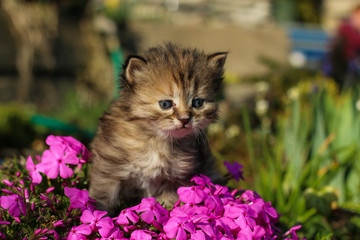 Naklejka na ściany i meble The portrait of a young three weeks old kitten in the grass and flowers. Looking cute and happy even with a bit squinting eyes. 