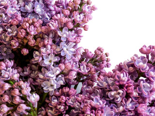 fleurs de lilas violet. Fond d'arrière  