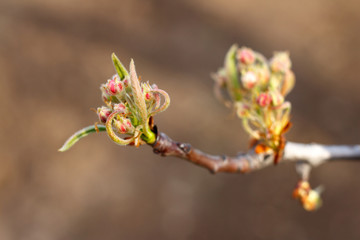 The opening buds of an apple tree close-up.