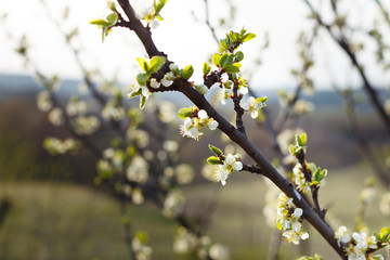 Young blossoming leaves of trees against the sky.