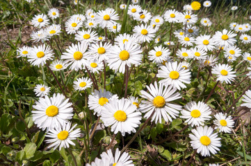 many beautiful white daisies in the meadow.