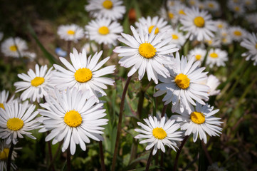 Fototapeta premium many beautiful white daisies in the meadow.