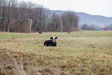 Black and white cow lying down on green grass, horizontal view
