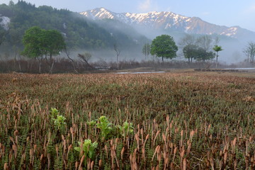 早春の銀山平　つくしとふきのとう