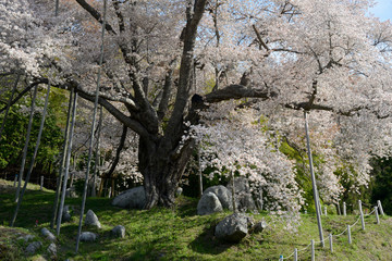 越代の桜