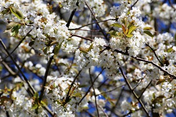blossoming apple tree