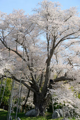 越代の桜