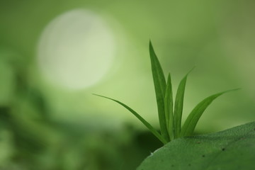 Young green plant on a greenish-brown blurry field-meadow background with a large whitish circle shaped sunbeam