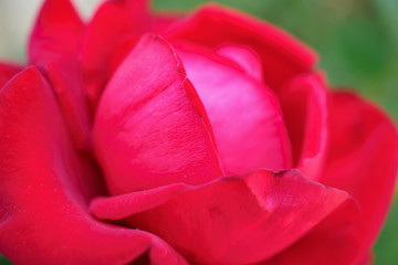 Beautiful red roses flower in the garden