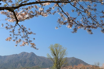 흰꽃이 보이는 아름다운 봄풍경