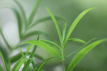 Fototapeta na wymiar Young green plant on a green blurry field-meadow background